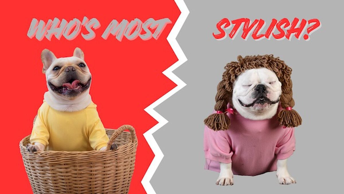 Stylish Pets image number null